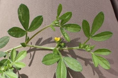 Rothia indica